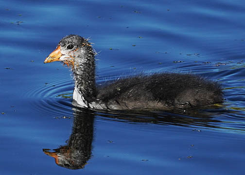 American coot 2.html